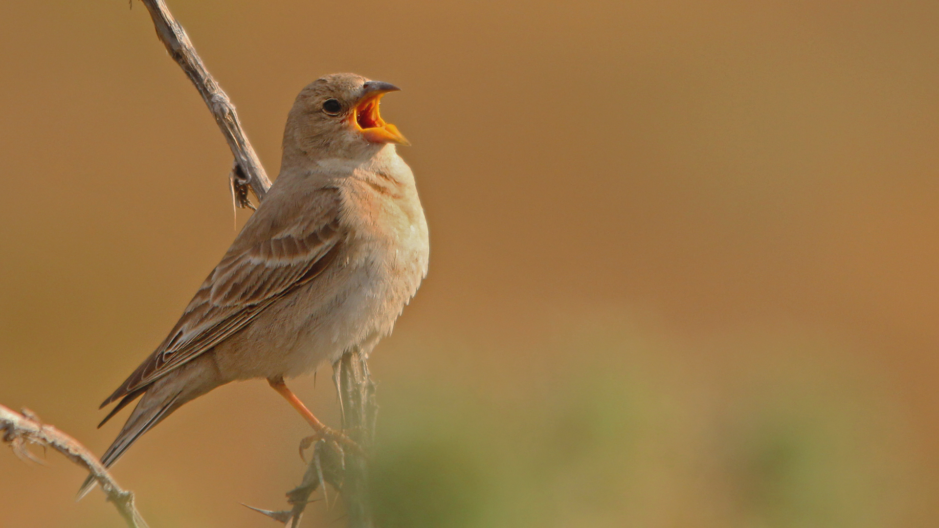 Pale Rockfinch